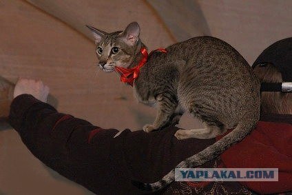 Котовторник  16.10.12