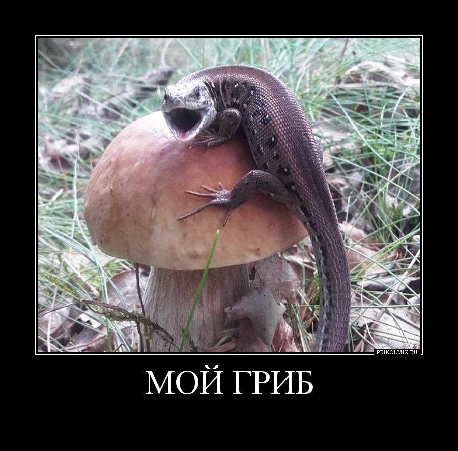Звук это мой гриб. Шутки про грибы. Гриб мем. Звук это мой гриб. Грибабас с грибами.