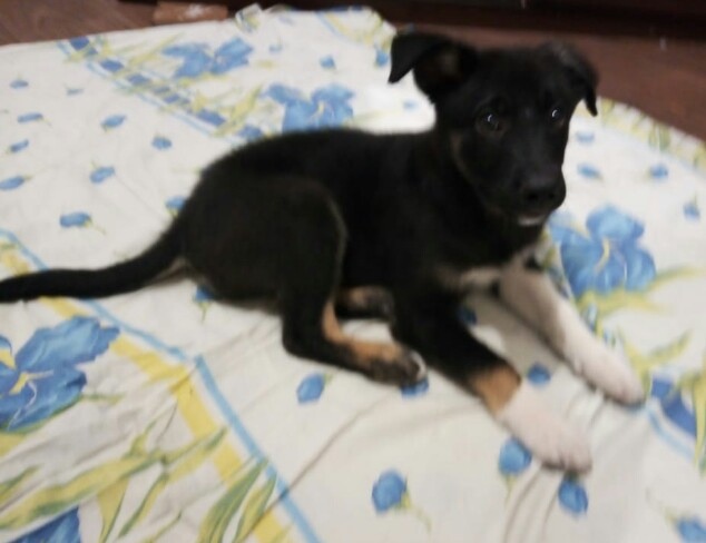 Живность из сети