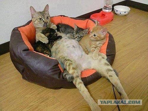 Мультик про Ёшу