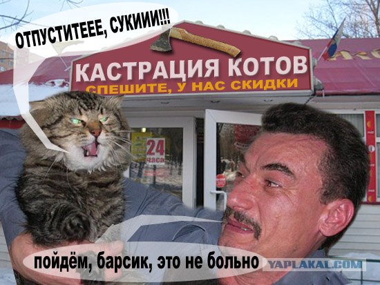 Злой кот