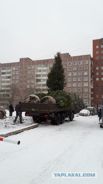 У жителей Приморского района Петербурга украли елки, чтобы посадить их у храма