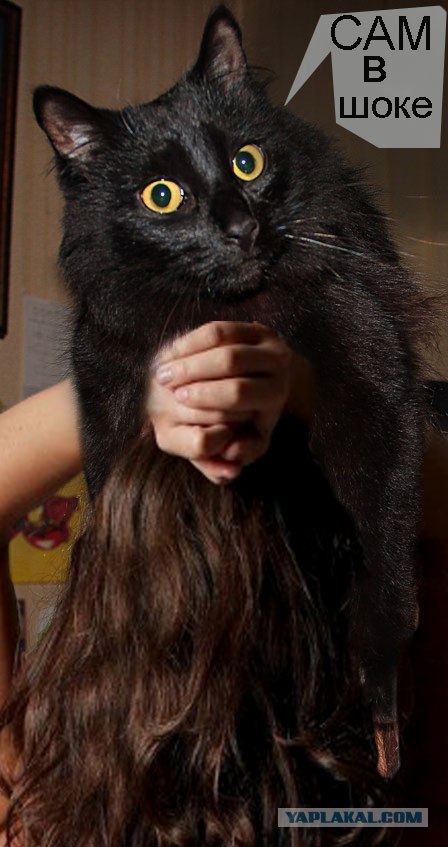 Эпичный кот