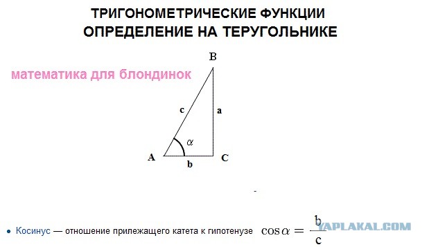 Самые интересные научные факты о женской груди
