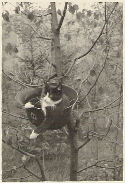 Котовторнику быть!