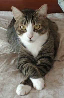 Котовторнику быть
