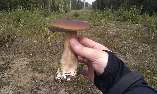 Грибные места