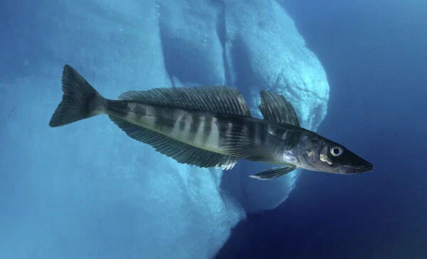 Ледяная рыба: Сделала свою кровь прозрачной, чтобы жить в Антарктиде. Странная рыба, которая устранила гемоглобин в своем теле