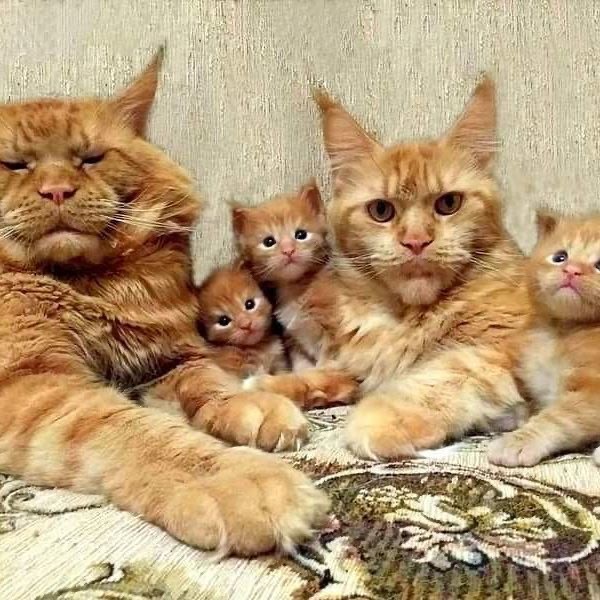 Не только котовторник, а еще и Всемирный день кошек!