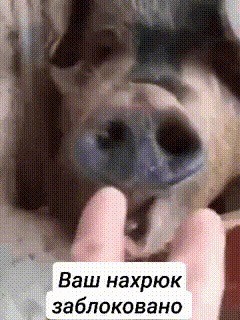 Шнобель в работе