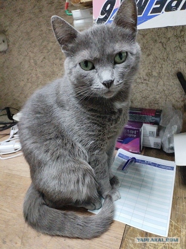 Мой кот