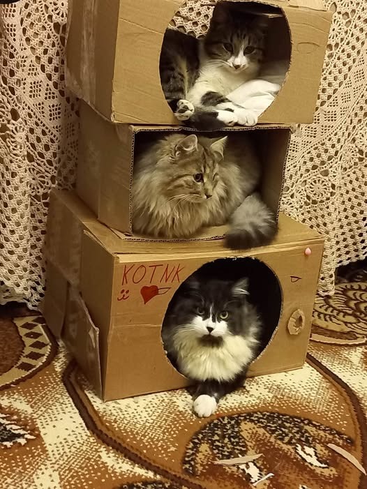 В России зумеры и альфа будут снимать квартиры всю жизнь, — финансисты