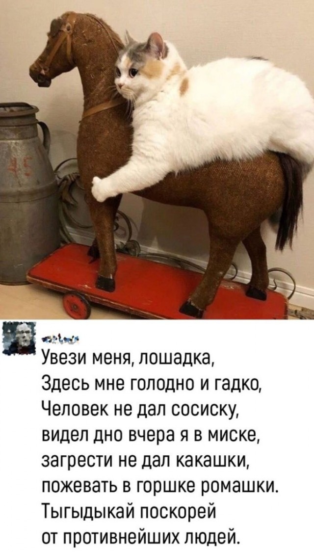 К котовторнику: подборка картинок-баянов с котиками и про котиков. Выпуск 26.