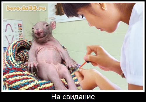 Сильный крот
