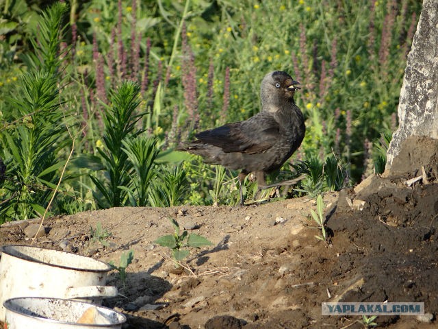 Всяка разна фауна,приблудившаяся ко мне на дачу...