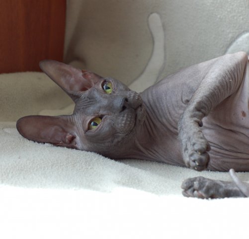 Котовторник 8.10.2013