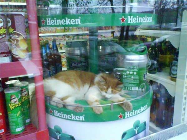 Котовторник 4.02.2014