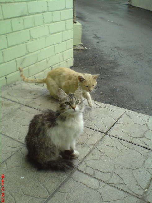 Котовторник 01.04.2014