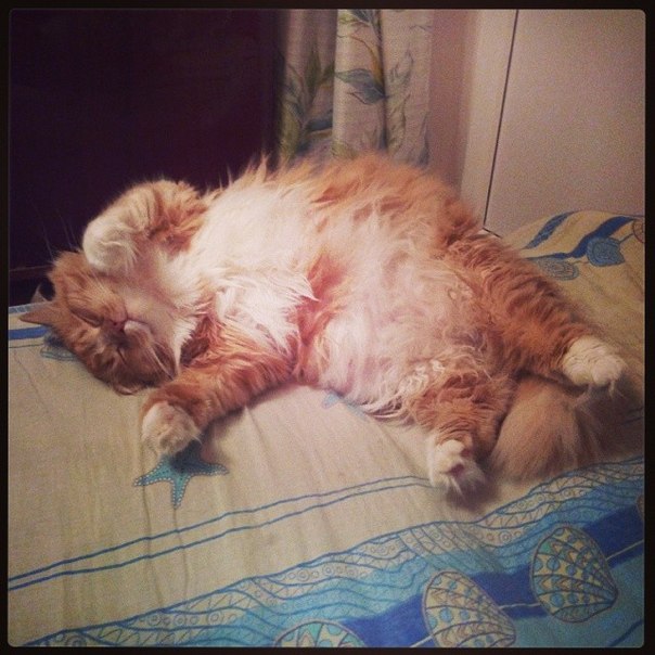 Котовторник 29.04.14.