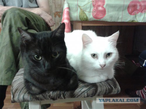 Котовторник 11.11.2014