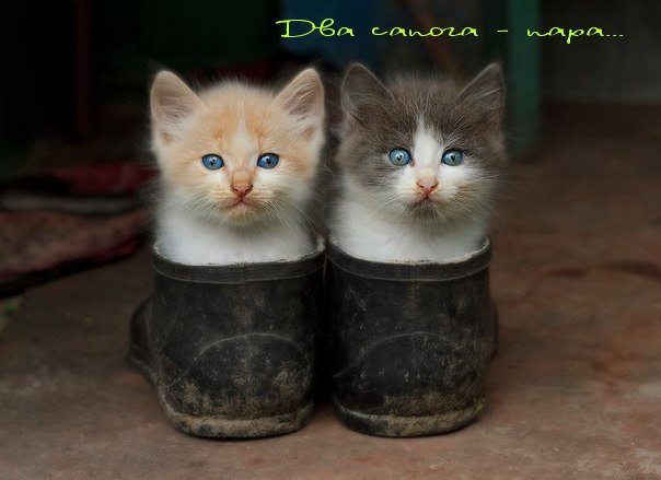 20 самых известных котов в интернете.