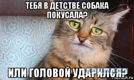 Нападение бойцовой собаки. 18+