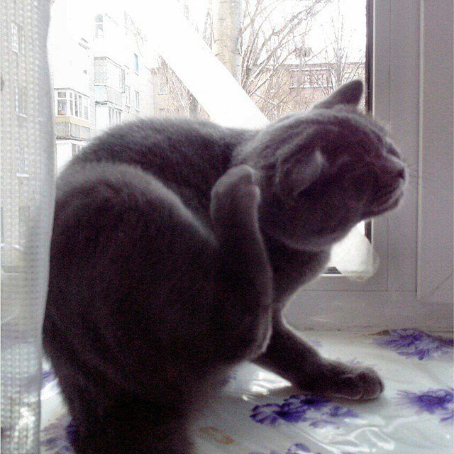 Котовторник 16.12.2014