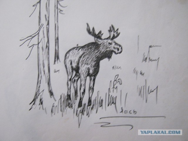 Рисунки моего деда охотника.