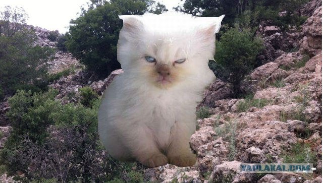 Сколько солдат на фотографии?