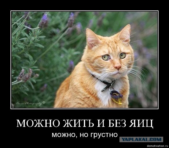 Настало время серьезного разговора с котом