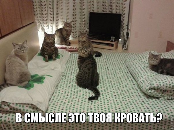 Смешные комментарии из социальных сетей