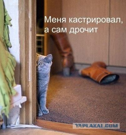 Известные котомемы.