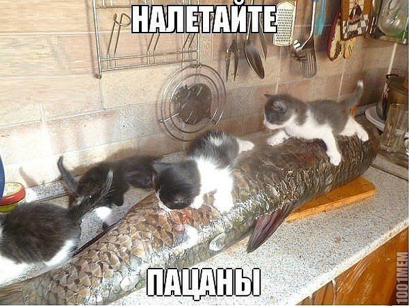 Котовторник 14.07.2015
