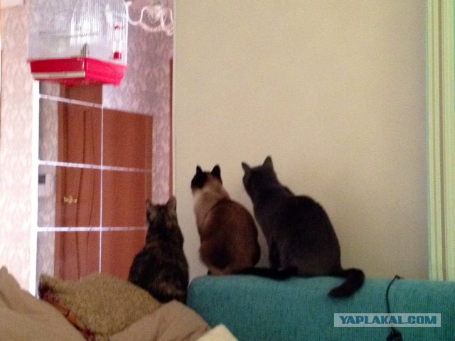 Котовторник 06.10.2015