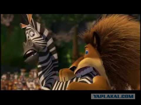 Тигр Амур ударил козла