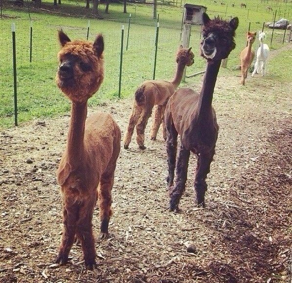 Моменты, запечатлённые на фото и просто позитив 2