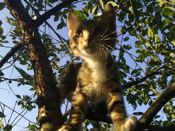 Котовторник  01.03.2016
