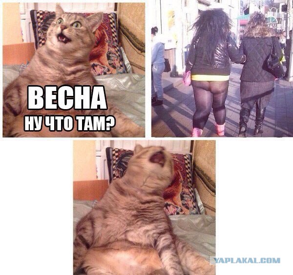 Веселые и забавные картинки