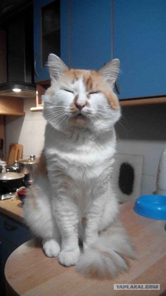 Котовторник 15.03