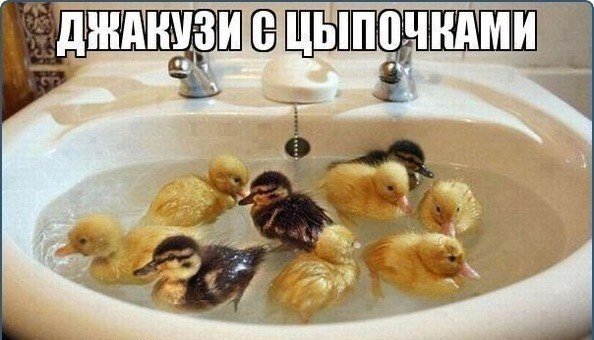 Мохнатые беспредельщики