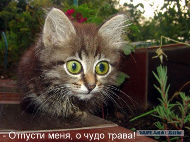 Интересные и смешные картинки!