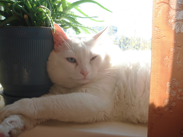 Лечение гаражного кота Кардана.