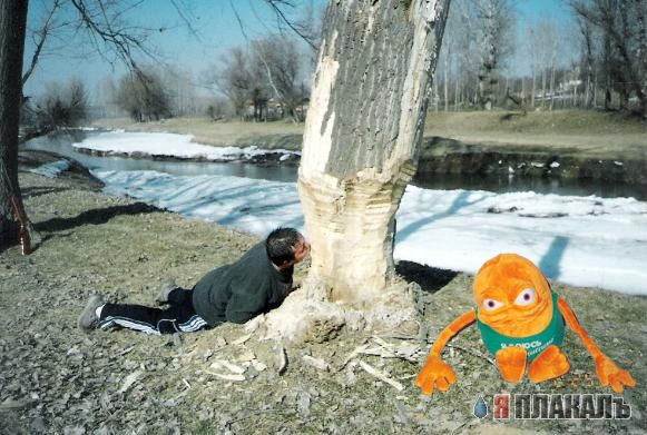 Фотожаба: Почувствуй себя бобром!
