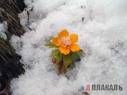 Скоро весна! ЦВЕТЫ