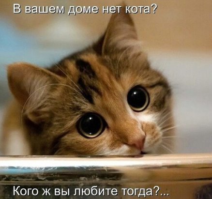 Прикольные животные