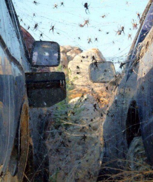 Прикольные животные