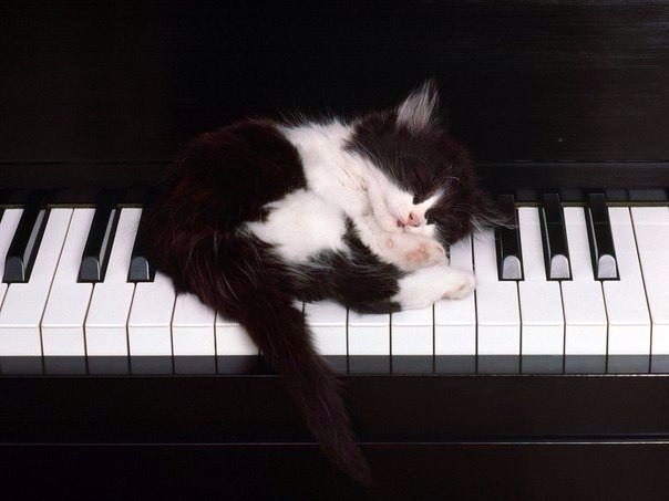 Коты из сети