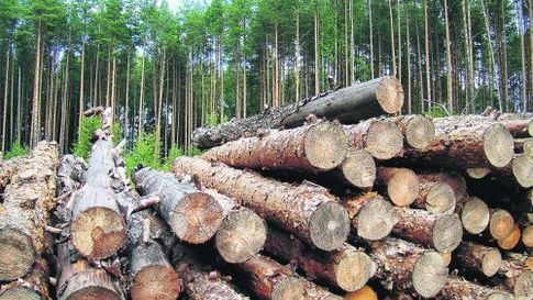 ЕС пообещал Киеву финансовую помощь в обмен на украинский лес