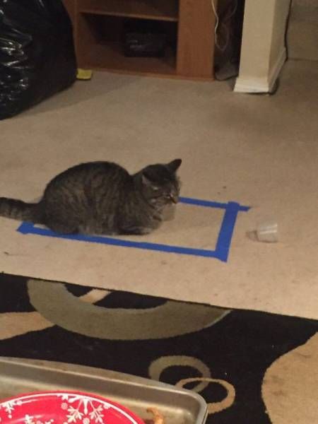 Коты и Кошки