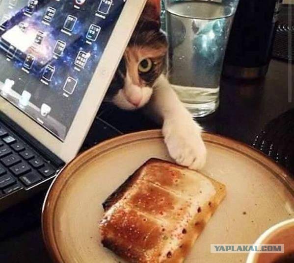 Котовторник 31.10.2017